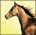 Horseback riding Mugello Firenze